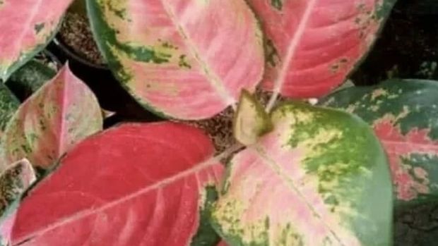 7 Tanaman Aglaonema Merah Paling Hits Ini Daftar Harganya