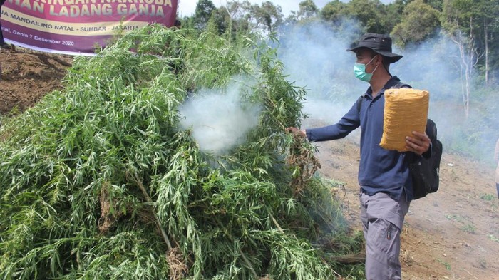 Bareskrim Polri memusnahkan 5 hektare ladang ganja di Mandailing Natal, Sumut (dok Istimewa)