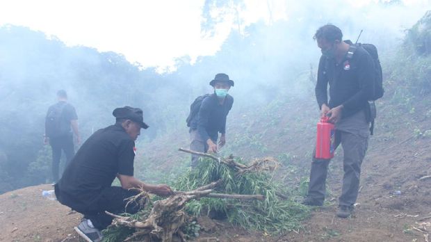 Bareskrim Polri memusnahkan 5 hektare ladang ganja di Mandailing Natal, Sumut (dok Istimewa)