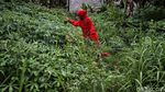 Emak-emak Ini Jual Dendeng Daun Ubi Hingga ke Abu Dhabi