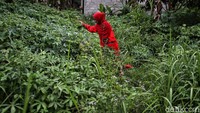 Ia pun mengatakan untuk satu kali produksi modal sekitar Rp 50.000 untuk jadi 100 bungkus dendeng daun ubi. Ini karena ia hanya packaging, untuk daun ubi ia memetiknya di kebun sebelah rumahnya. Usahanya pun juga bisa dikatakan melejit karena produk olahannya sudah sampai ke Abu Dhabi.