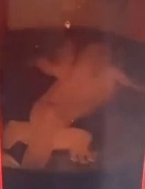 Jijik! Netizen Ini Temukan Seekor Cicak di dalam Botol Kecap