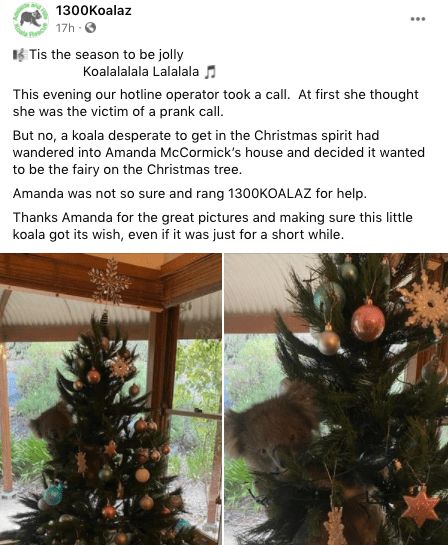 koala dipohon natal