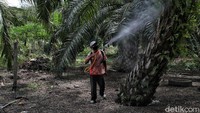 Salah satu alasanyan adalah karena saat itu Rupat masih sepi dengan tanah yang luas sehingga mereka bisa memanfaatkan itu sebagai lahan mencari nafkah seperti menanam sawit, karet dan menjadi nelayan bahkan wirausaha. 