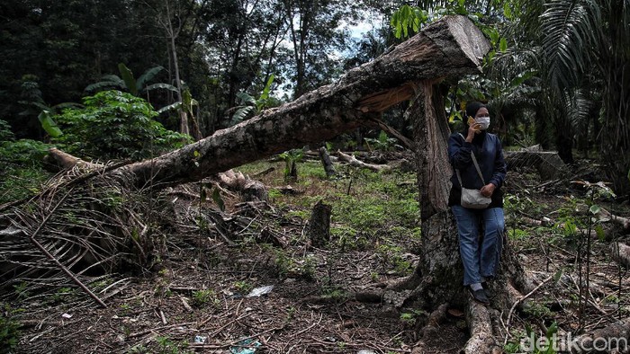 Perkenalkan Indah Sang Mantri BRI di Rupat Kesetaraan gender saat ini tengah menjadi sorotan. Di Pulau Rupat, Bengkalis, Riau, ada seorang perempuan sang Mantri Bank BRI. Yuk, kenal lebih jauh dengannya.