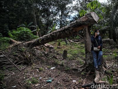 Perkenalkan Indah Sang Mantri BRI di Rupat