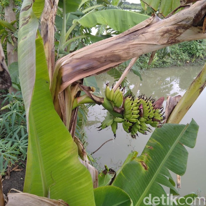 Warga Desa Banyuurip, Kecamatan Karangbinangun dibuat heran oleh pohon pisang. Sebab, pohon pisang itu berbuah di tengah batangnya.