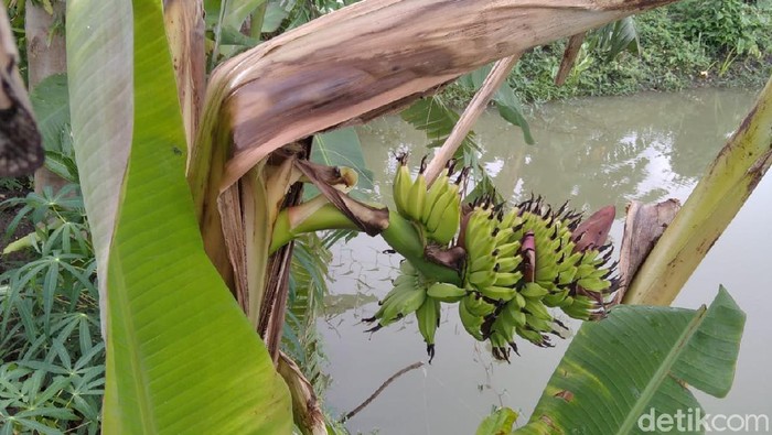 Warga Desa Banyuurip, Kecamatan Karangbinangun dibuat heran oleh pohon pisang. Sebab, pohon pisang itu berbuah di tengah batangnya.