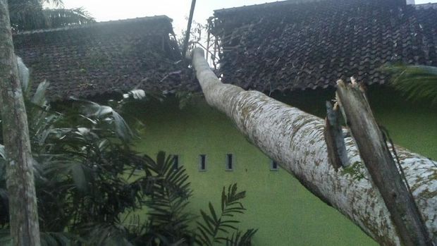 pohon tumbang