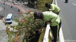 Saat Petugas Merawat Tanaman Hias di Fly Over Kampung Melayu