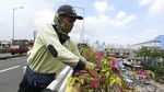 Saat Petugas Merawat Tanaman Hias di Fly Over Kampung Melayu