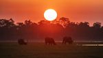 Senja di Taman Nasional Kaziranga, Rumah Bagi Satwa Liar India