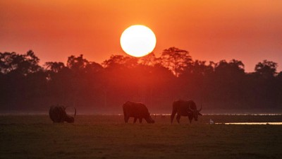 Senja di Taman Nasional Kaziranga, Rumah Bagi Satwa Liar India