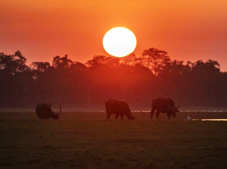 Senja di Taman Nasional Kaziranga, Rumah Bagi Satwa Liar India