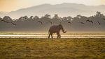 Senja di Taman Nasional Kaziranga, Rumah Bagi Satwa Liar India