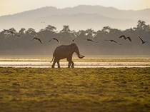 Banjir Berlalu, Taman Nasional Kaziranga Dibuka Kembali