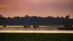 Senja di Taman Nasional Kaziranga, Rumah Bagi Satwa Liar India