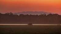Badak bercula satu merumput saat matahari terbenam di jajaran Agoratoli di Taman Nasional Kaziranga, timur Gauhati, di negara bagian timur laut Assam, India.  