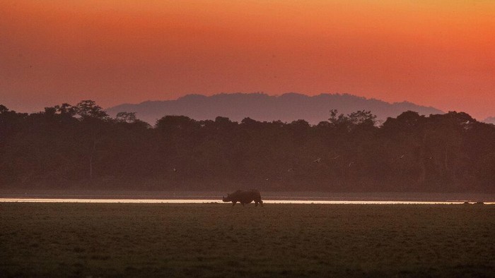 A forest officer patrols inside the Agoratoli range in Kaziranga national park, east of Gauhati, in the northeastern state of Assam, Friday, Dec. 4, 2020. Declared a national park in 1968 and a UNESCO World Heritage Site, the Kaziranga National Park is famous for the one-horned rhino habitat apart from other animals and birds. (AP Photo/Anupam Nath)