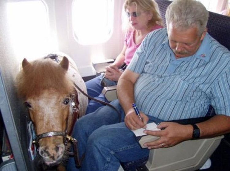 Ragam Satwa yang Pernah Dibawa ke Pesawat