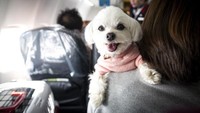 Kini animal support yang diperbolehkan untuk naik ke pesawat hanya anjing saja. (Getty Images)