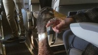 Makin lama, penumpang makin nyeleneh, seperti bebebk. Makanya, sekarang dibatasi hanya anjing saja yang boleh jadi animal support. (Bored Panda)