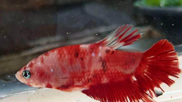 Cupang Merah : 4 Ikan Cupang Termahal Di Dunia Harganya Setara Motor