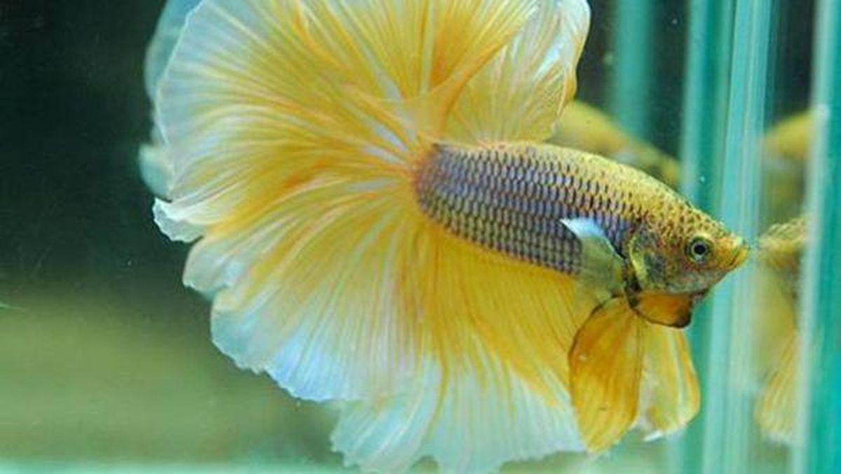 Kenapa Ikan Cupang Diam dan Tidak Mau Makan? Ini Alasannya