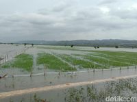 1.574 Hektare Sawah Di Kudus Terendam Banjir