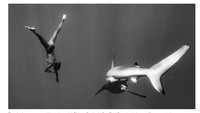 Yang terbaru adalah foto yang diunggah situs News.com.au ini, dia berpose bugil sambil freedive dengan hiu di Hawaii. Foto: screenshot situs News.com.au