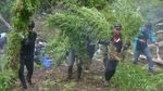 Pemusnahan 3,5 Hektare Ladang Ganja di Aceh