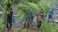 Petugas mencabut tanaman tersebut yang keudian dikumpulkan untuk dibakar.