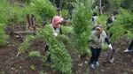 Pemusnahan 3,5 Hektare Ladang Ganja di Aceh
