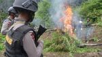 Pemusnahan 3,5 Hektare Ladang Ganja di Aceh