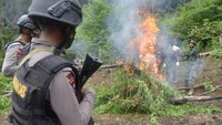 Ganja tersebut dibakar. Sedangkan pelakunya tidak berhasil ditangkap.