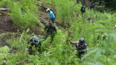 Pemusnahan 3,5 Hektare Ladang Ganja di Aceh