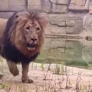 Singa positif Corona