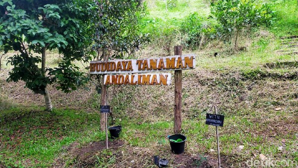 Tanaman ini pun sudah dikemas menjadi berbagai kemasan hingga menjadi cemilan. Hal ini dilakukan untuk memperkenalkan tanaman khas Toba agar nantinya bisa dikonsumsi oleh wisatawan mancanegara. (Tasya Khairally/detikcom)