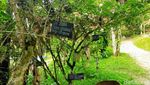 Foto: Wisata Ratusan Tanaman Berkhasiat di Taman Eden 100