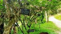 Taman Eden 100 memiliki ratusan tanaman khas yang berkhasiat. Lokasinya berada di Samosir, Sumatra Utara (Tasya Khairally/detikcom)