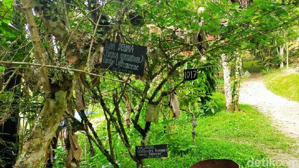 Â Taman Eden 100 memiliki ratusan tanaman khas yang berkhasiat. Lokasinya berada di Samosir, Sumatra Utara (Tasya Khairally/detikcom) Â Taman Eden 100 memiliki ratusan tanaman khas yang berkhasiat. Lokasinya berada di Samosir, Sumatra Utara (Tasya Khairally/detikcom)
