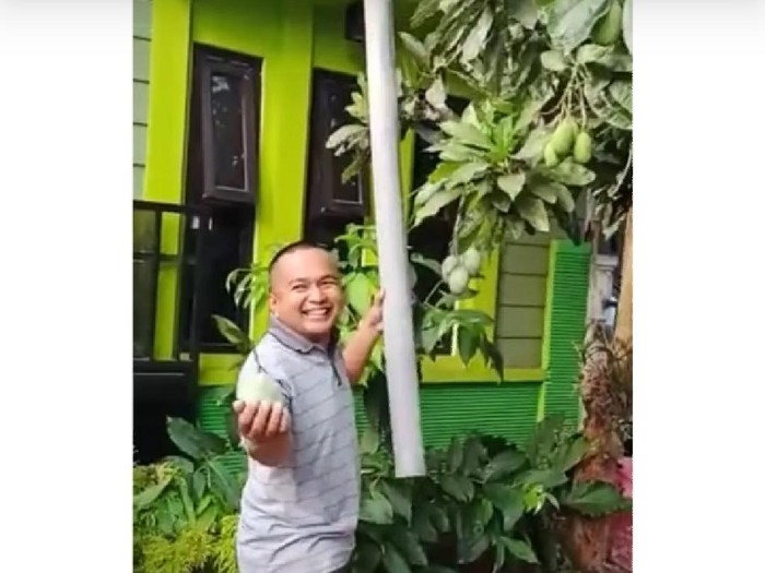 Tampang Senang Bapak-bapak yang Asyik Panen Mangga Pakai Pralon Tampang Senang Bapak-bapak yang Asyik Panen Mangga Pakai Pralon
