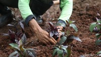 Penanaman pohon ini guna mempercantik dan membuat indah kawasan tersebut.   