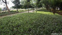 Dinas Pertamanan dan Hutan Kota berharap warga bisa ikut merawat dan menjaga tanaman hias yang ditanam agar ibu kota tetap nyaman dipandang.  