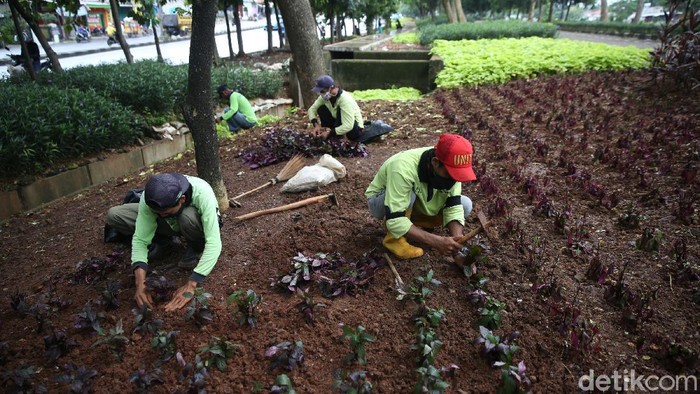 Petugas Dinas Pertamanan dan Hutan Kota menanam bayam merah di taman jalan inspeksi Banjir Kanal Timur, Kawasan Cipinang, Jakarta Timur, Rabu (9/12/2020).