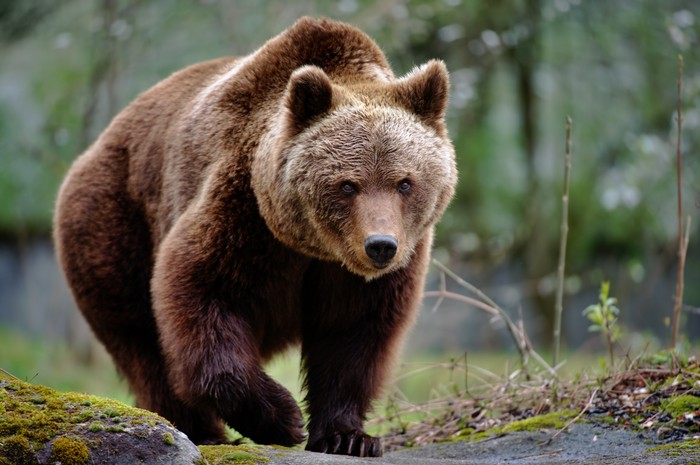 an  approaching brown bear