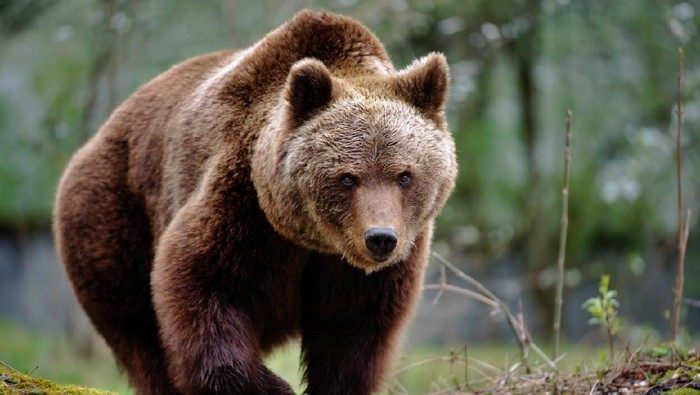 an  approaching brown bear
