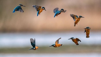 Karya Ivor Ottley. Mengabadikan burung di danau Lackford, Inggris. Nikon D850 and 500mm f4 dengan 1.4x Tele. Foto: British Photography Awards