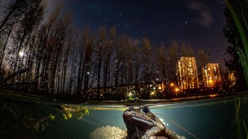 Karya Mark Kirkland. Kamera: Olympus OMD EM5 MKii, Panasonic 8mm Fisheye, 2x YS-110a Strobes. Foto: British Photography Awards