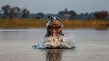 Karya Jack Plant. Kamera Canon 7d MII with a 70-200mm MII 2.8. Foto: British Photography Awards